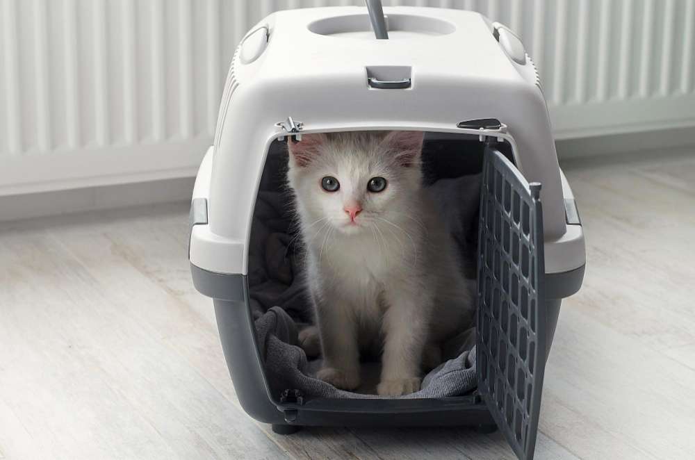 Consejos para viajar en avión con su gato 1 Consejos para viajar en avión con su gato